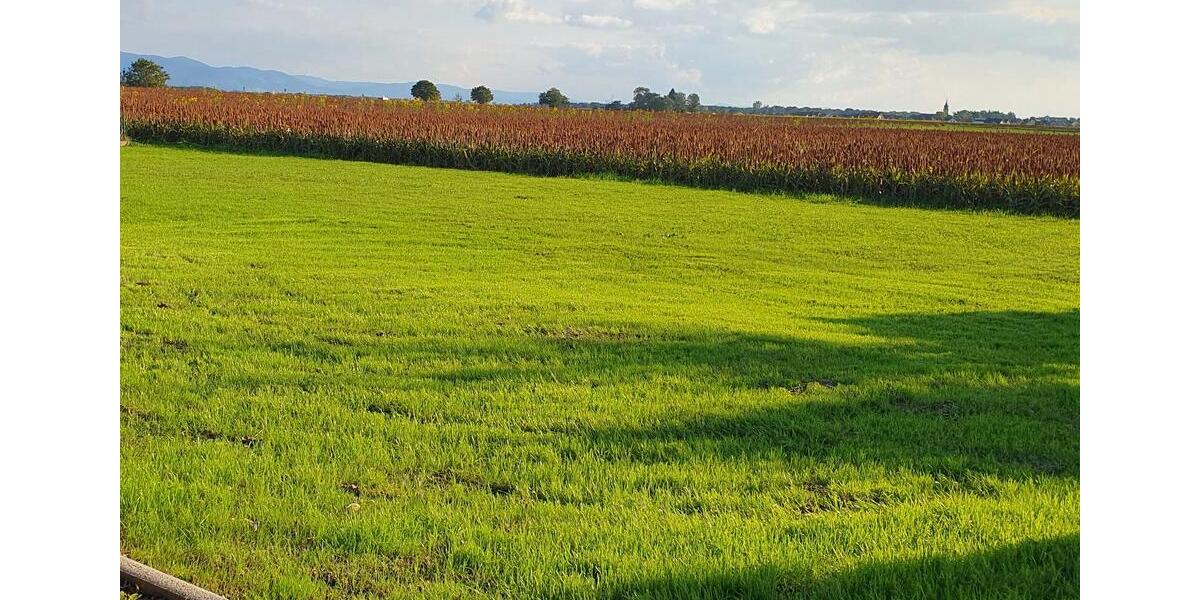 Einfamilienhaus Rheinmünster - 4 Zimmer, 137 m&sup2;, 479.000&euro; | Angebot:24995562