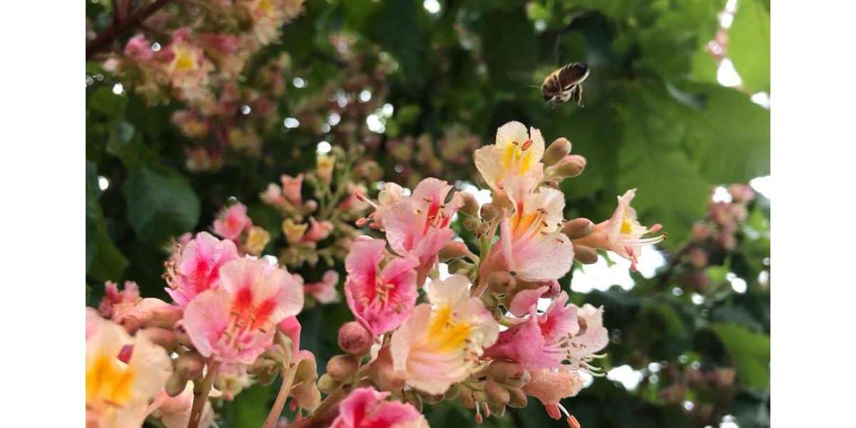 Erdgeschoßwohnung Gaggenau - 3 Zimmer, 110 m&sup2;, 475.000&euro; | Angebot:25106953