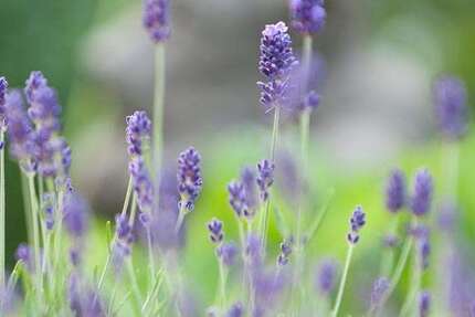 Grundstück Gaggenau - 365.000&euro; | Angebot:25195012