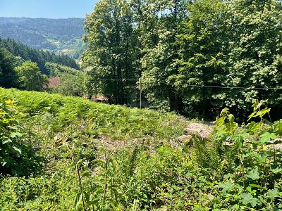 ERSCHAFFEN SIE IHREN WOHNTRAUM IM GRÜNEN - Grundstück Ottenhöfen im Schwarzwald | Angebot:25970986