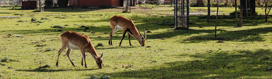 Tatzmania Löffingen Schwarzwald Wildpark Familienpark