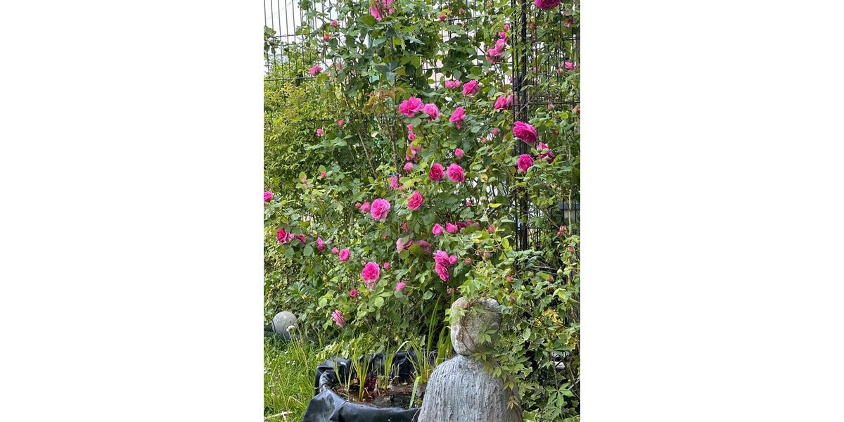 Erdgeschoßwohnung Gaggenau - 3 Zimmer, 110 m&sup2;, 475.000&euro; | Angebot:25106953