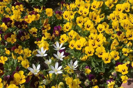 Wohnung Waldbronn - 2 Zimmer, 37 m&sup2;, 320&euro; | Angebot:25865114