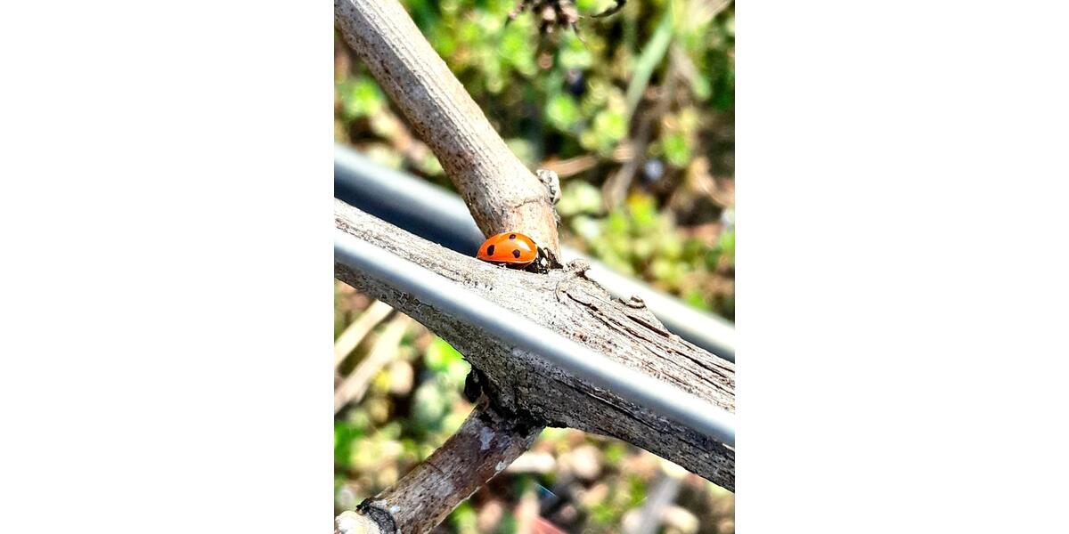 Dachgeschoßwohnung Oberkirch - 3 Zimmer, 91 m&sup2;, 683&euro; | Angebot:25930093