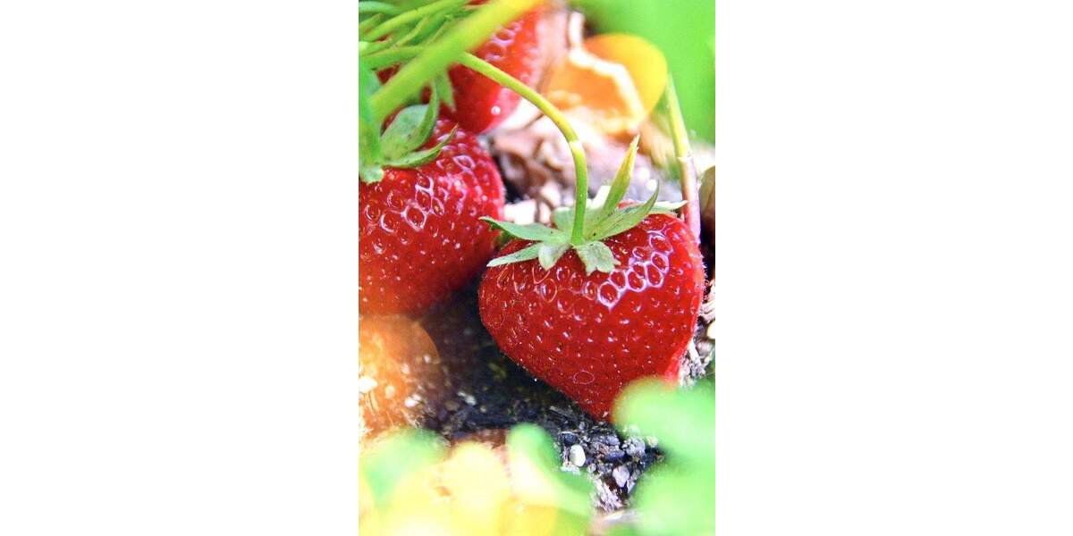 Etagenwohnung Oberkirch Tiergarten - 3 Zimmer, 90 m&sup2;, 683&euro; | Angebot:25659137