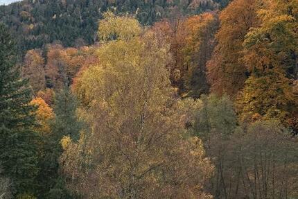 Wohnung Bad Herrenalb - 3 Zimmer, 50 m&sup2;, 158.000&euro; | Angebot:24469413