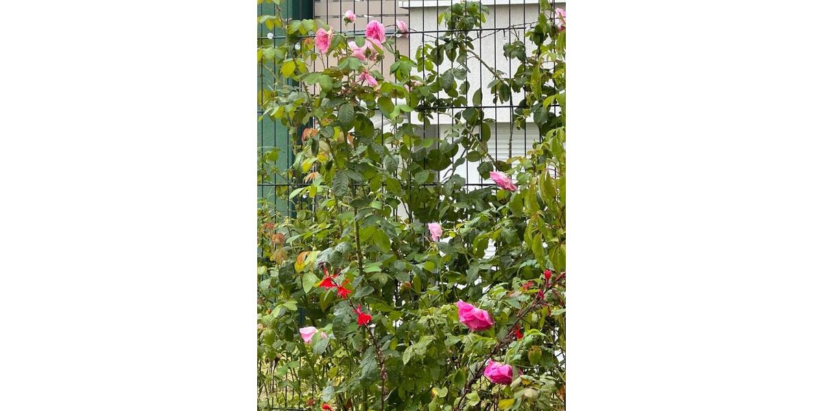 Erdgeschoßwohnung Gaggenau - 3 Zimmer, 110 m&sup2;, 475.000&euro; | Angebot:25106953